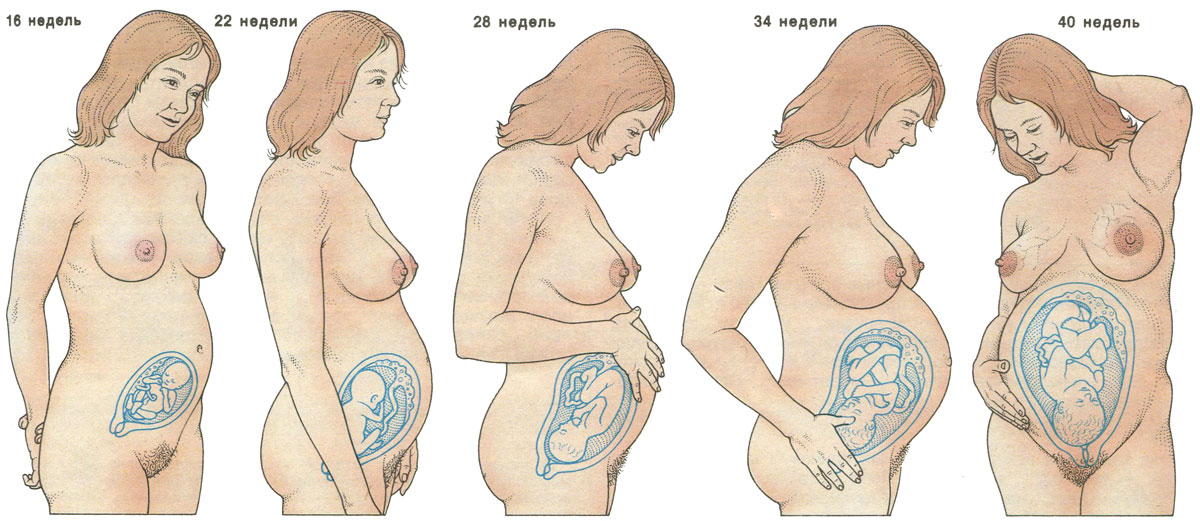Пизда и сиськи беременных 