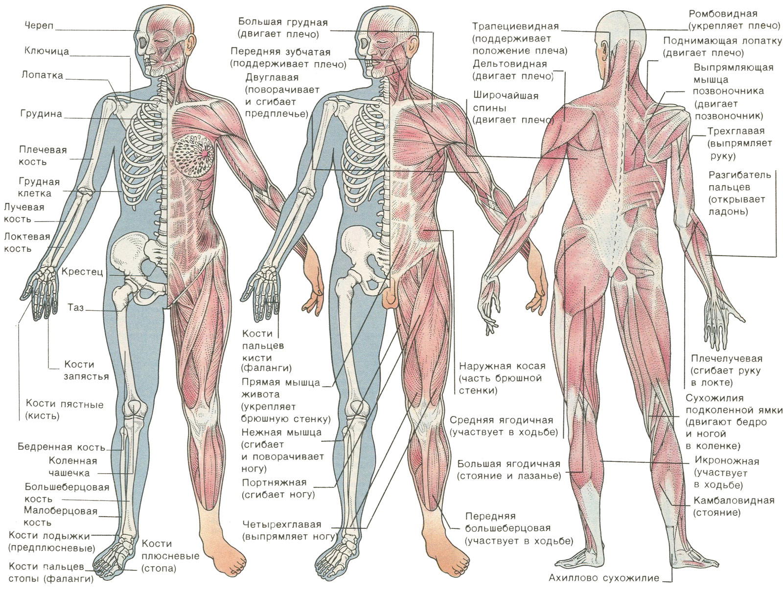 Анатомия человека костно мышечная система