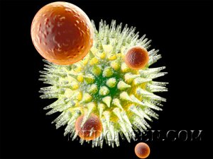 Virus vs Immune system