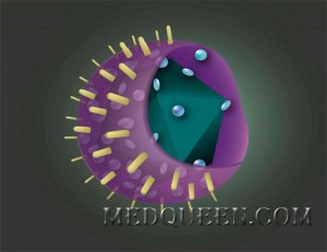 Herpes simplex virus 1