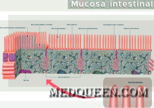 Mucosa