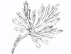 Аконит низкий / Aconitum nanum