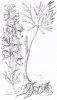 Aconitum soongaricum / Aconitum karakolicum
