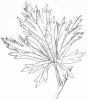 Aconitum firmum