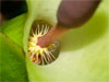  / Arum maculatum