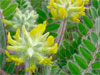   / Astragalus dasyanthus