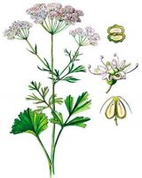 Anisum vulgare