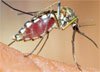 Чем лечить укусы комаров?