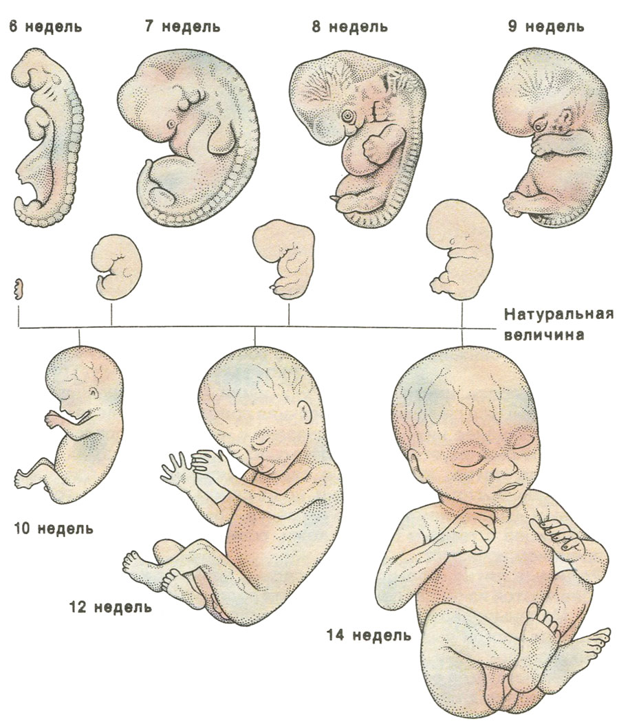 Поэтапное развитие ребенка. Стадии развития плода человека по неделям. Этапы развития эмбрион зародыш. Стадии формирования зародыша человека по неделям. Периоды развития плода по неделям в картинках.