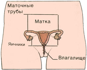 Репродуктивная система у девочек 