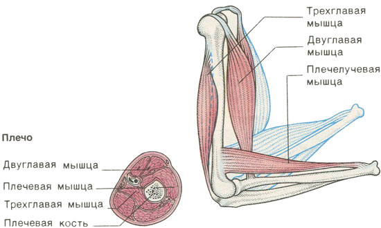 Скелетная мускулатура