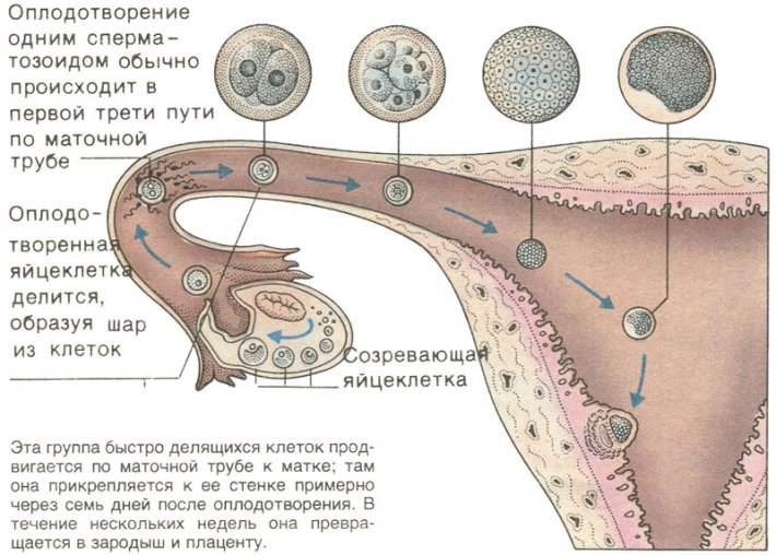 Путь оплодотворенной яйцеклетки