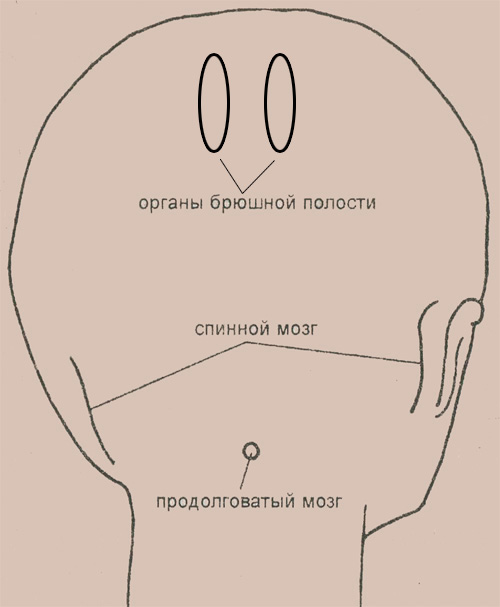 Затылок и расположение рефлекторных зон, связанных с продолговатым мозгом