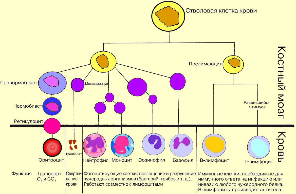 Формирование и развитие клеток крови