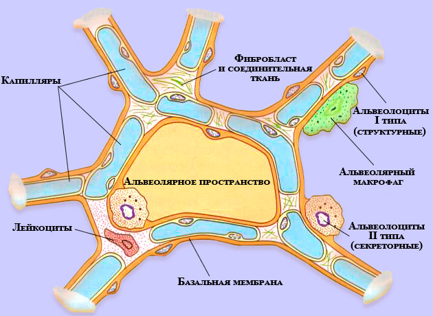 Структура альвеол