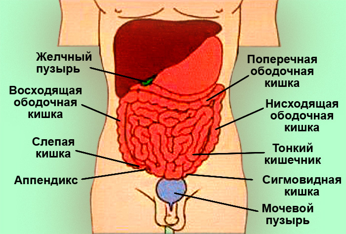 Топография органов брюшной полости