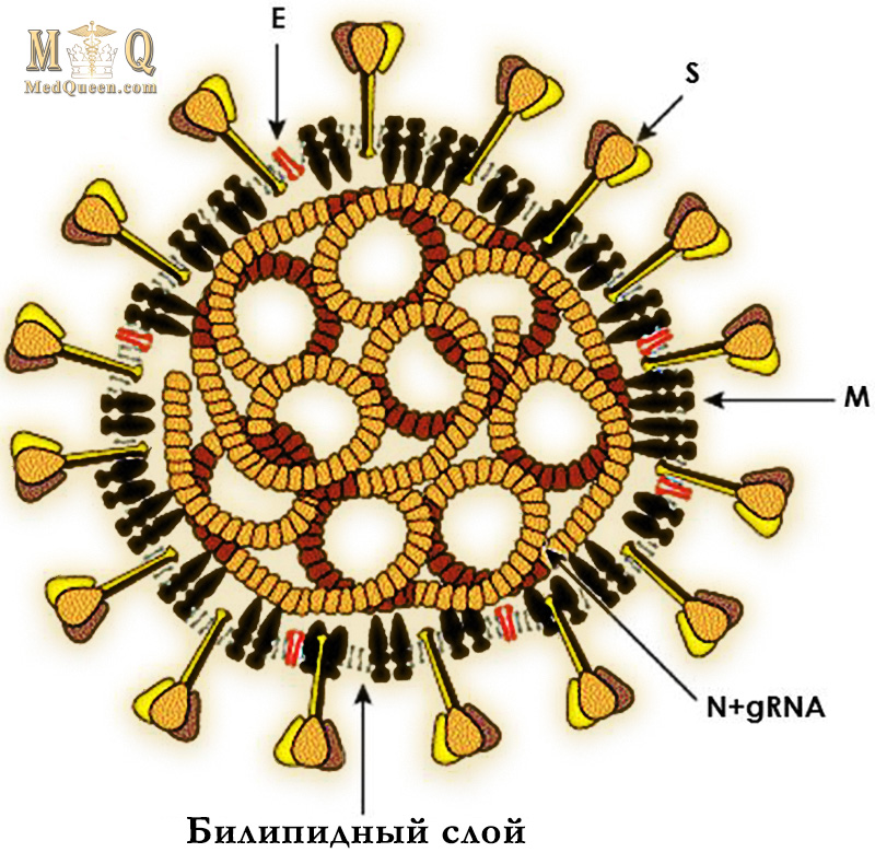 Структура вириона коронавируса